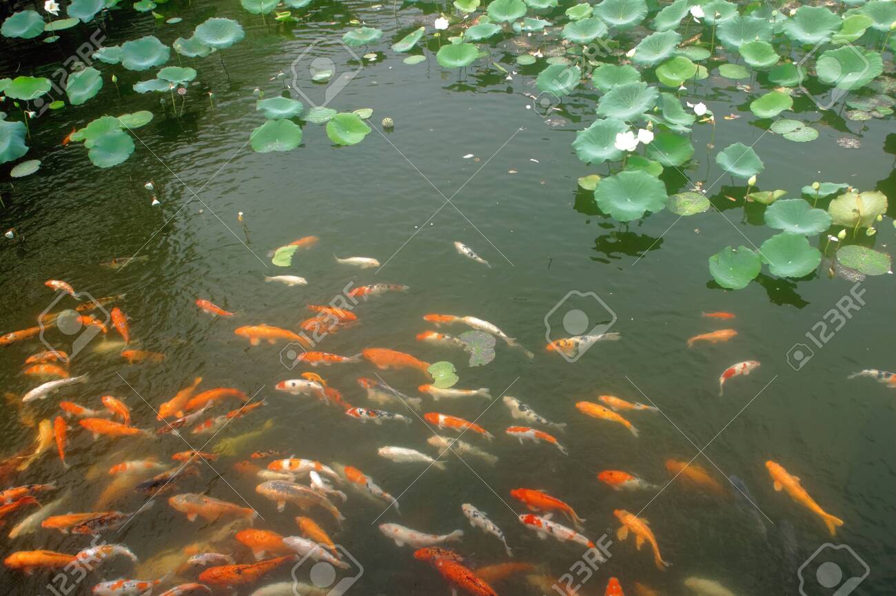 Koi Fish In The Natural Pond Stock Photo, Picture and Royalty Free ...