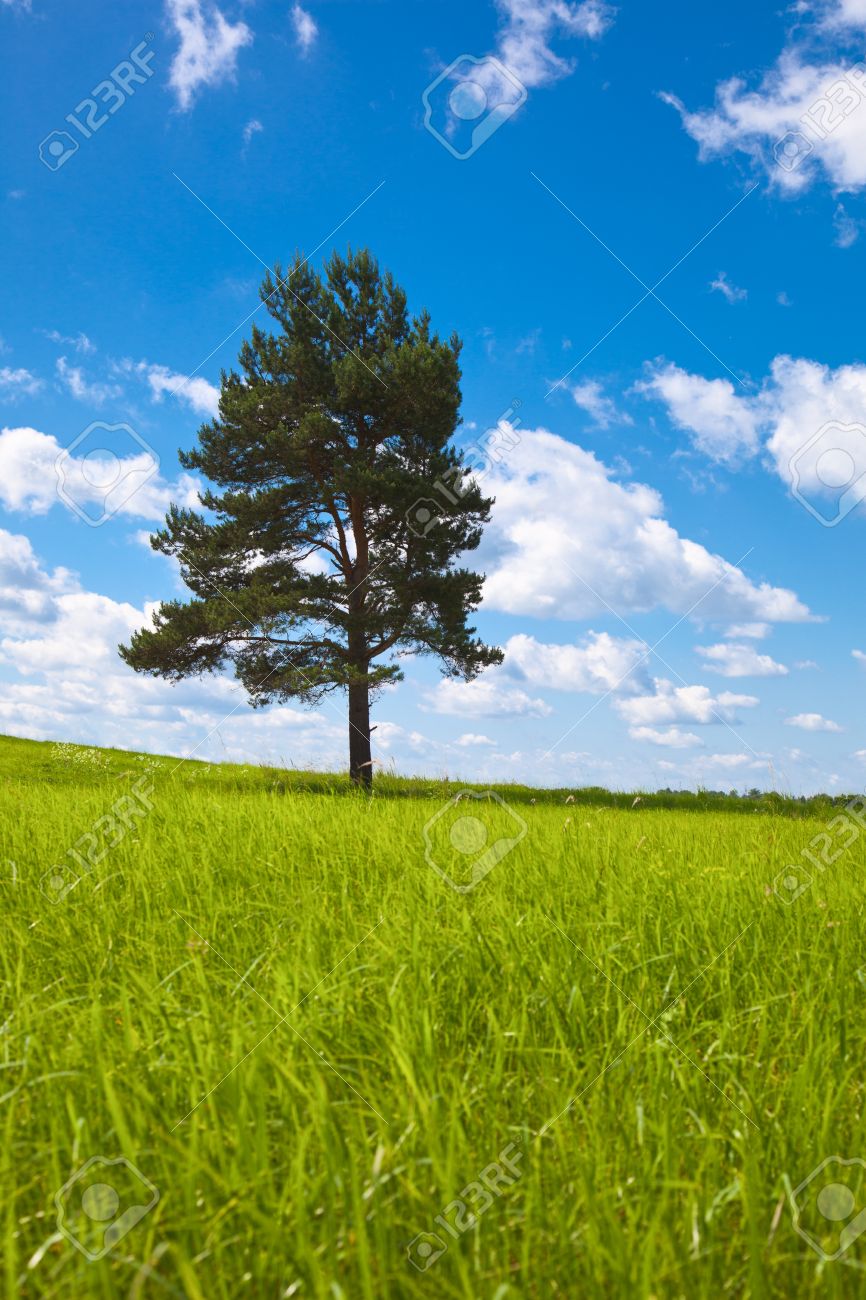 alone tree in field under blue sky vertical orientation stock photo vertical tree