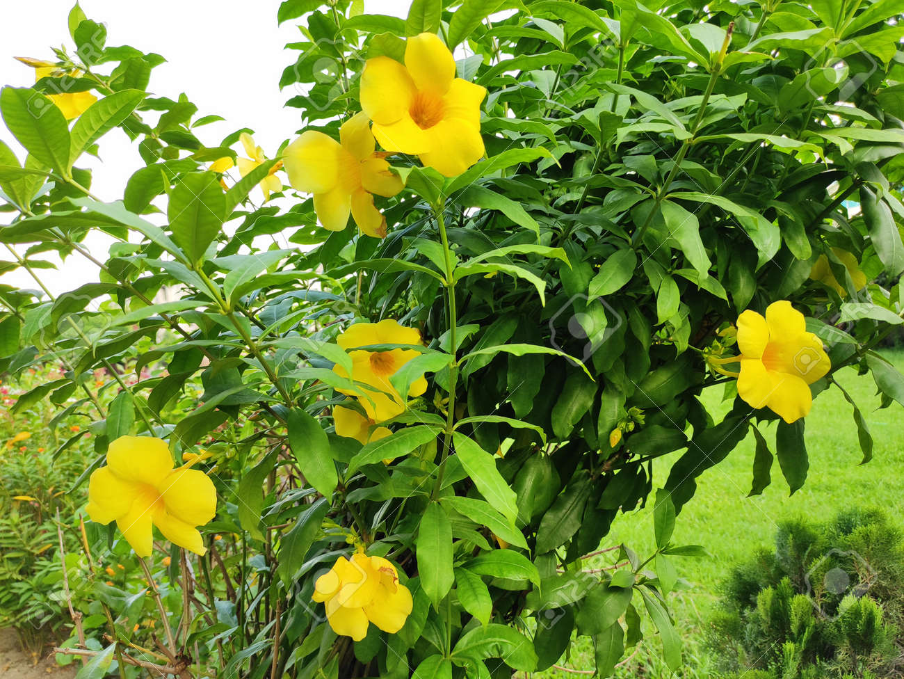 etiam-dictum-ipsum-a-felis