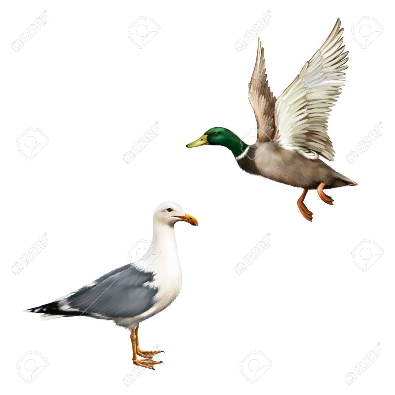 男性マガモのアヒル 白い鳥カモメ飛ぶ白で隔離 の写真素材 画像素材 Image