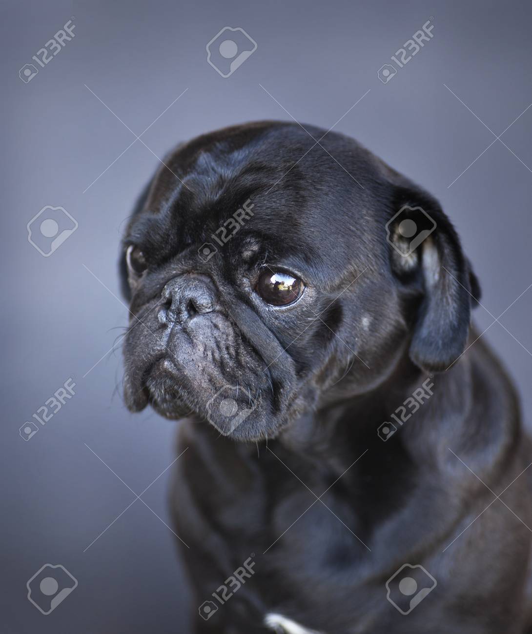 黒 Backgroundpug クローズ アップのパグの黒のかわいい男性パグ の写真素材 画像素材 Image