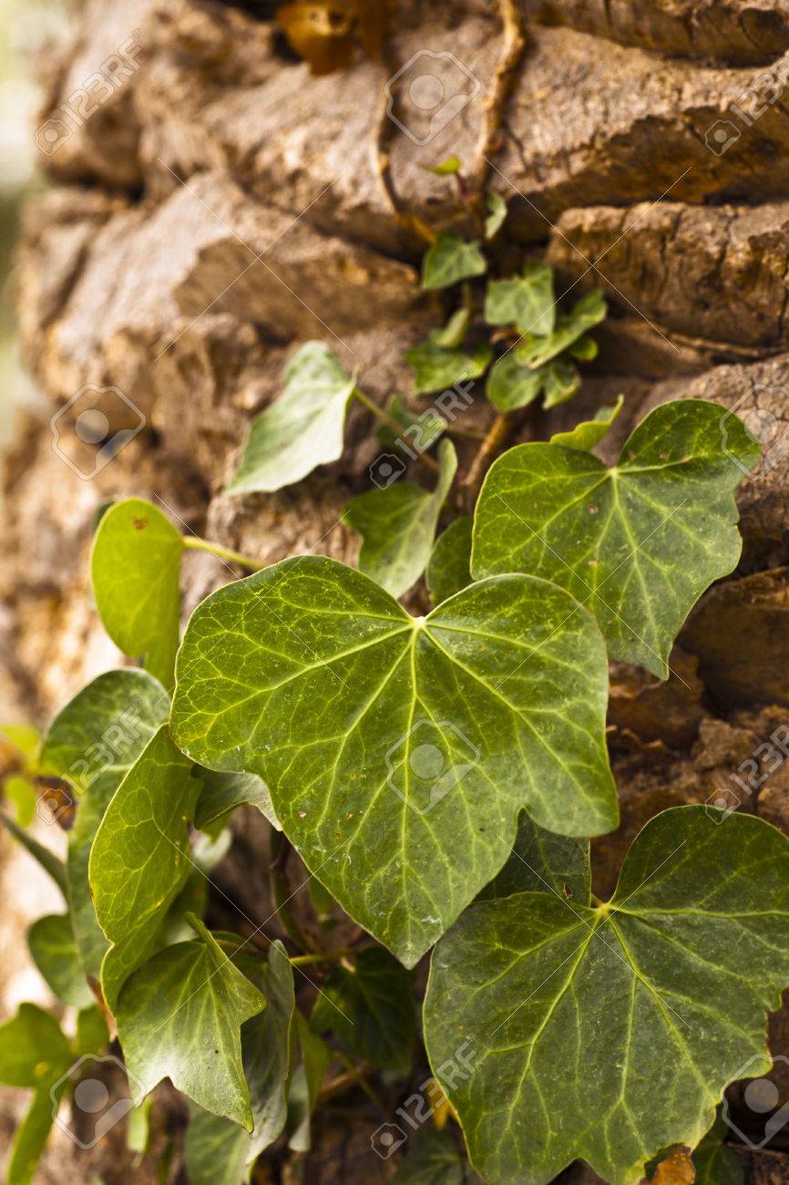 ツタ植物のツタ コルク樫の木の周り成長と緑のつるで古い木 の写真素材 画像素材 Image ツタ植物のツタ コルク樫の木の周り成長と緑のつるで古い木 の写真素材 画像素材 Image
