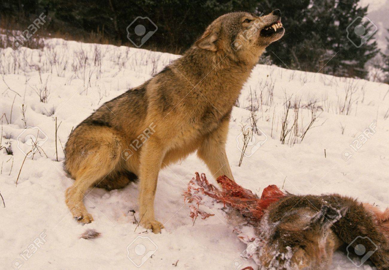 Wolf Saying Stay Away From My Deer - 8929631 Wolf Saying Stay Away From My Deer - 8929631