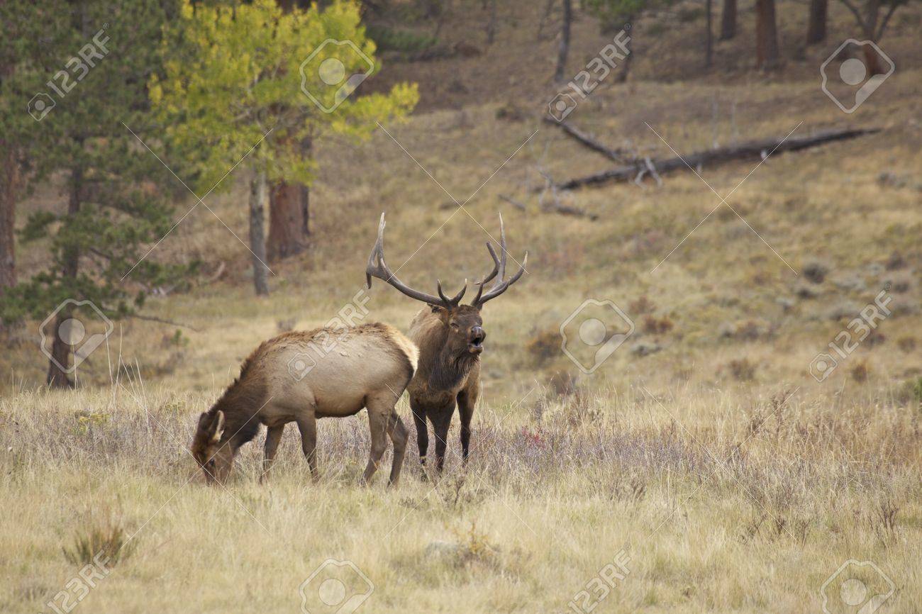 Bull elk pictures free