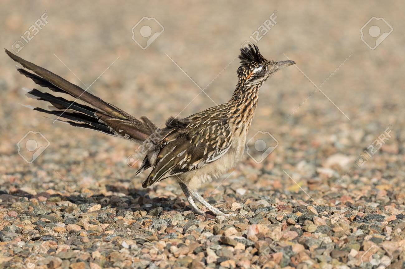 Grosserer Roadrunner Lizenzfreie Fotos Bilder Und Stock Fotografie Image
