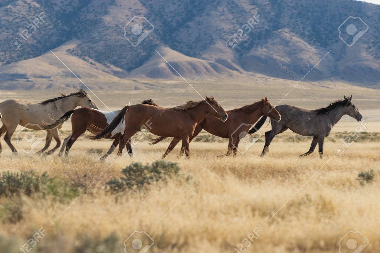 野生の馬 ムスタング の写真素材 画像素材 Image 野生の馬 ムスタング の写真素材 画像素材 Image