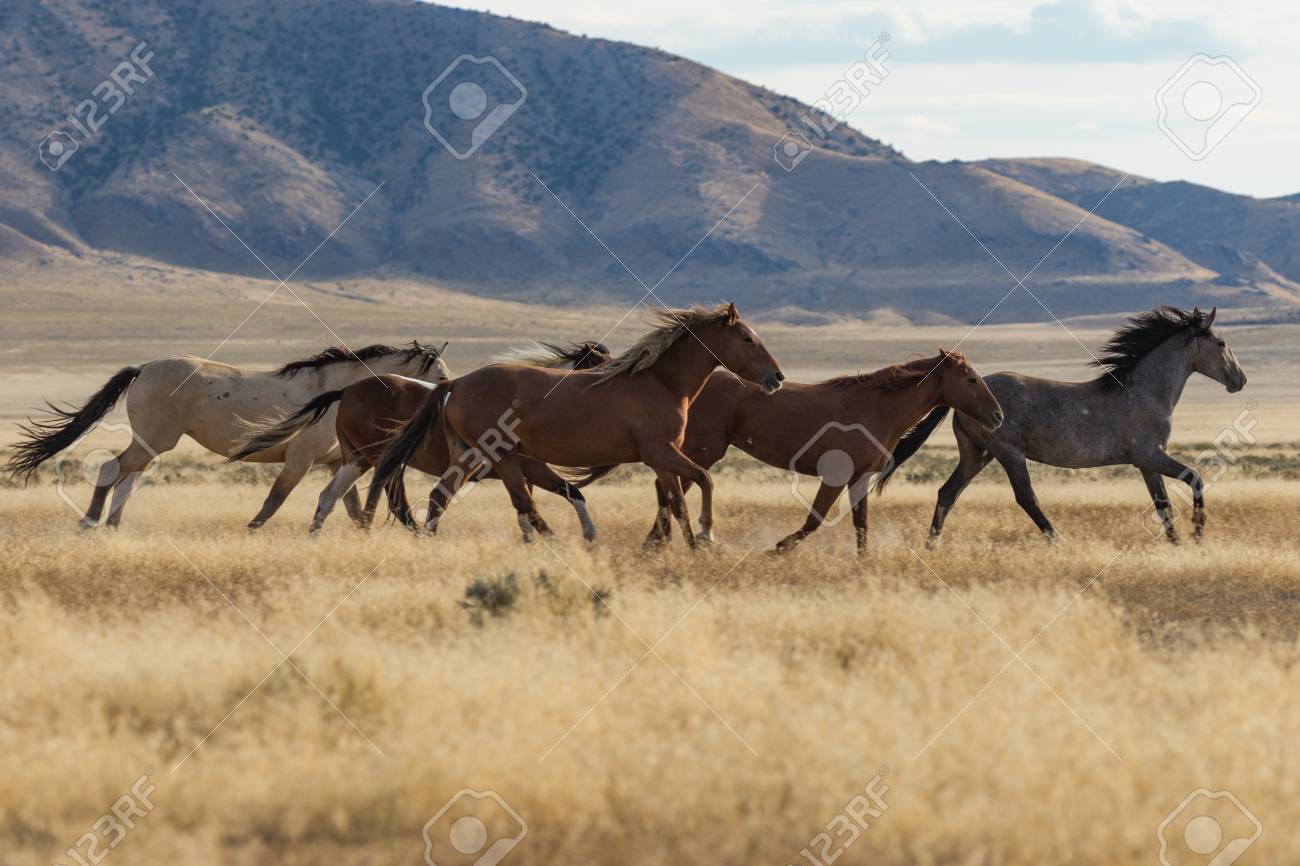 野生の馬 ムスタング の写真素材 画像素材 Image 野生の馬 ムスタング の写真素材 画像素材 Image