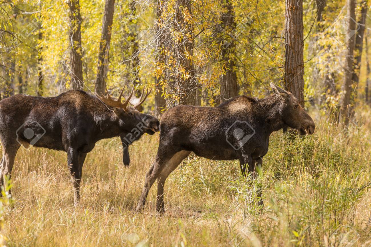 Как отличить лося от лосихи без рогов картинки