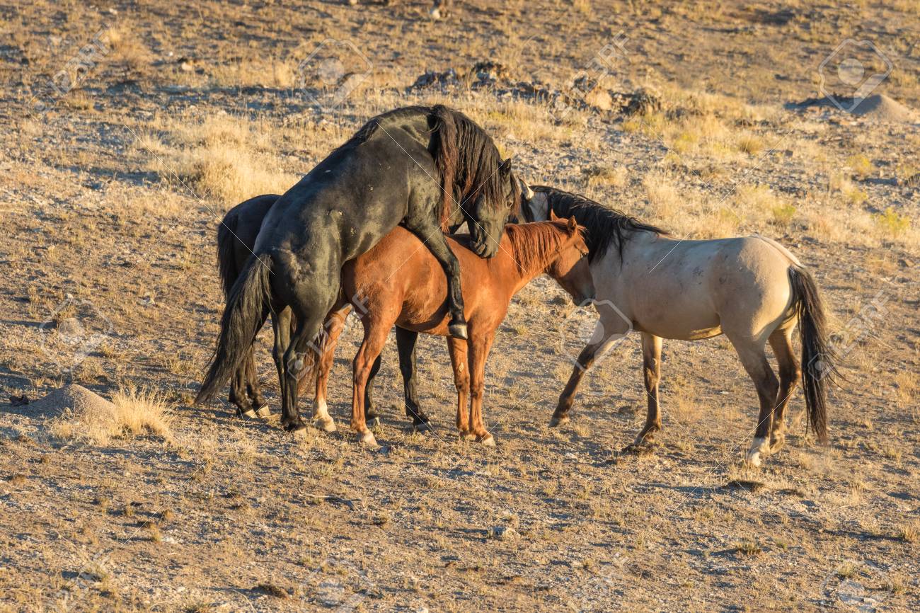 Wild Horses Mating Stock Photo Picture And Royalty Free Image Image Wild Horses Mating Stock Photo Picture And Royalty Free Image Image