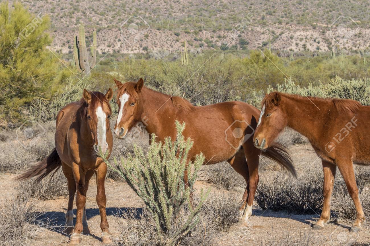 Chevaux Sauvages Dans Le Desert De L 39 Arizona Banque D Images Et Photos Libres De Droits Image