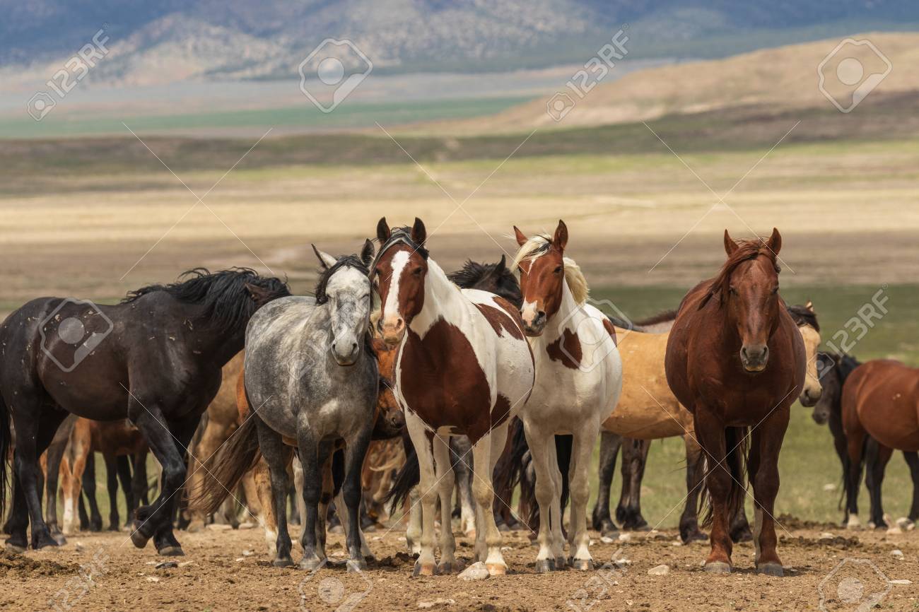 Herd Of Wild Horses In Utah Stock Photo, Picture and Royalty Free Image.  Image 106605047., image size:1300x866
