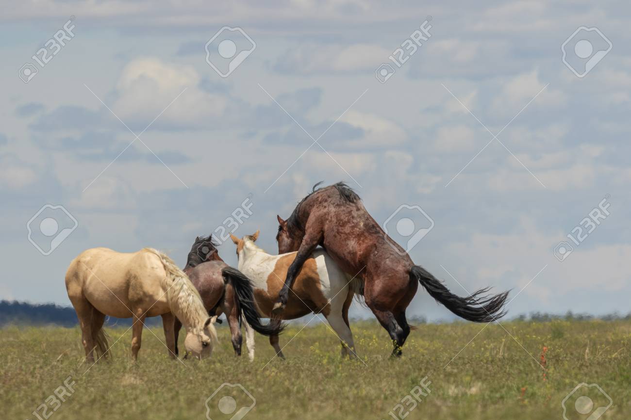 Wild Horses Mating Stock Photo Picture And Royalty Free Image Image 107116133