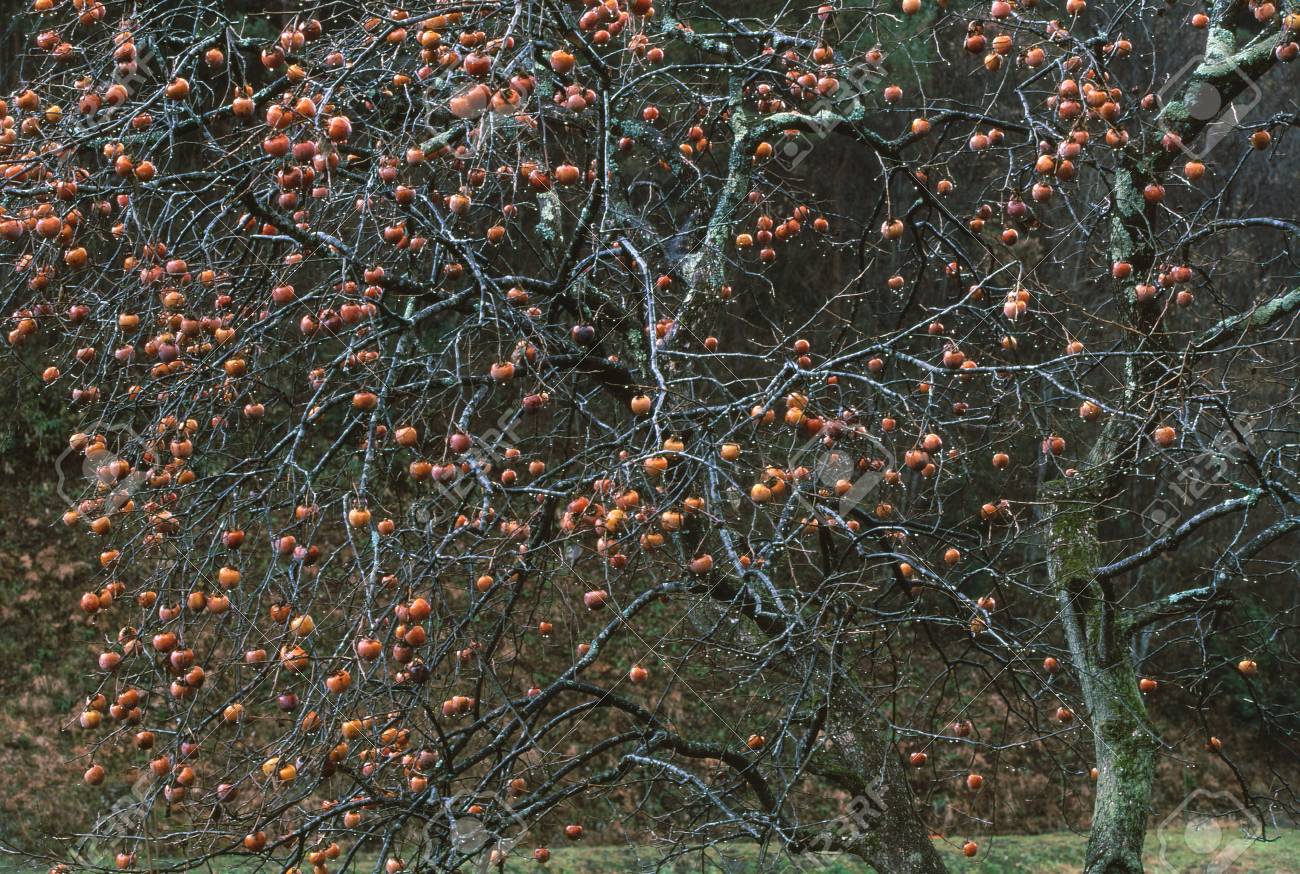 日本の柿の木 の写真素材 画像素材 Image