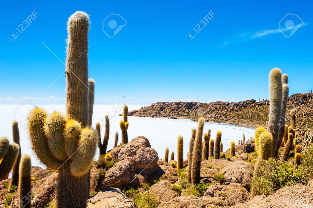 インカワシ島 塩フラット ウユニ湖で ボリビアにビッグ サボテン の写真素材 画像素材 Image