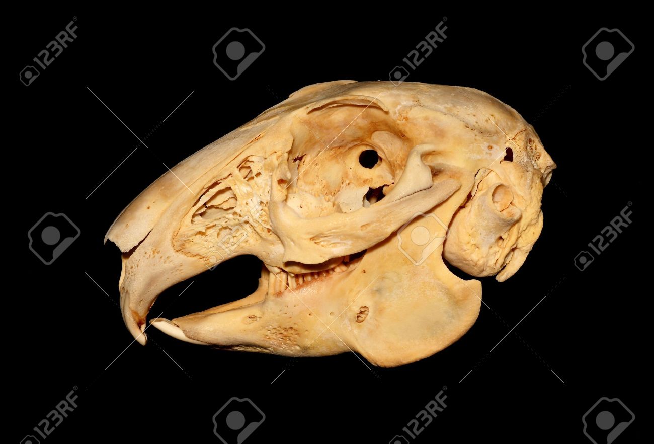 crânes de lapin