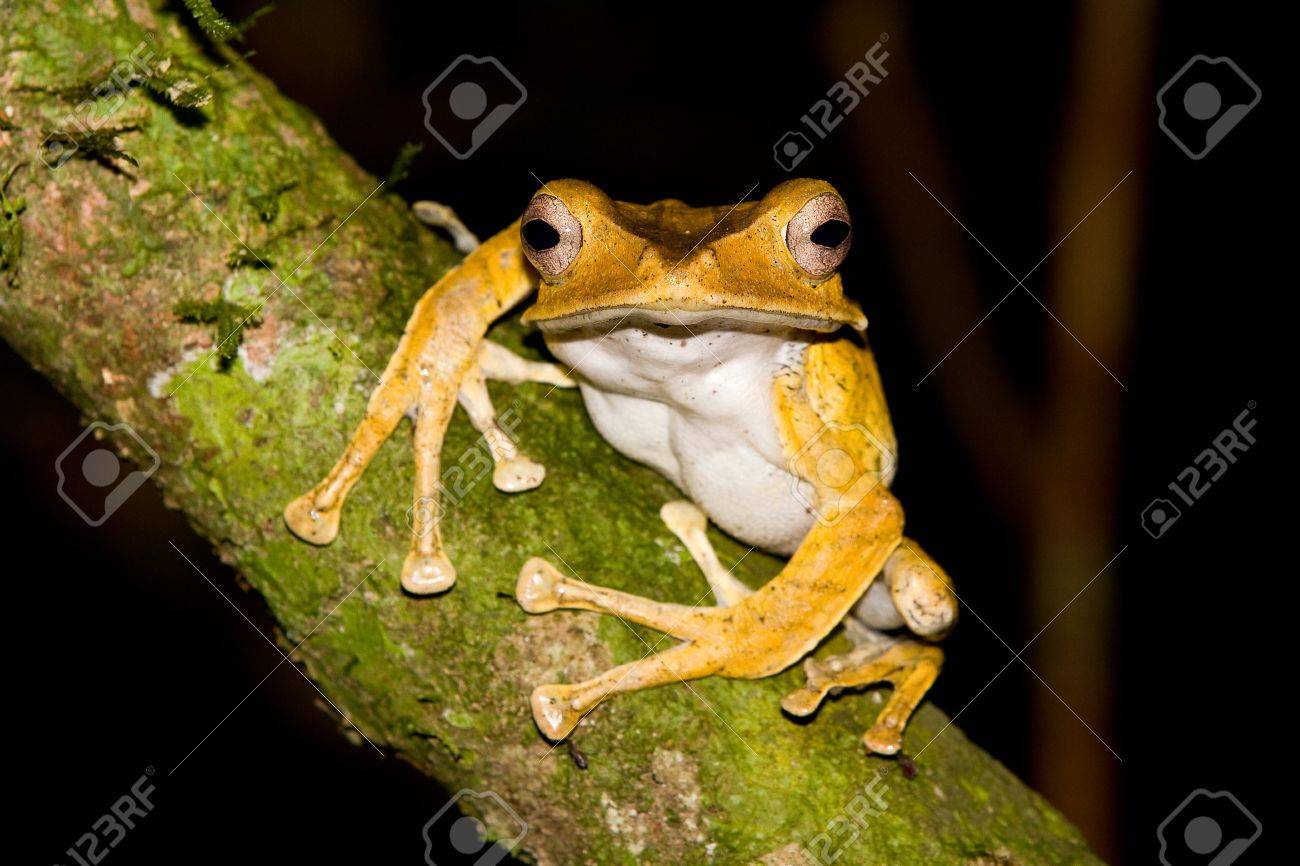 耳のある木のカエル Polypedates Otilophus ボルネオをファイルします の写真素材 画像素材 Image