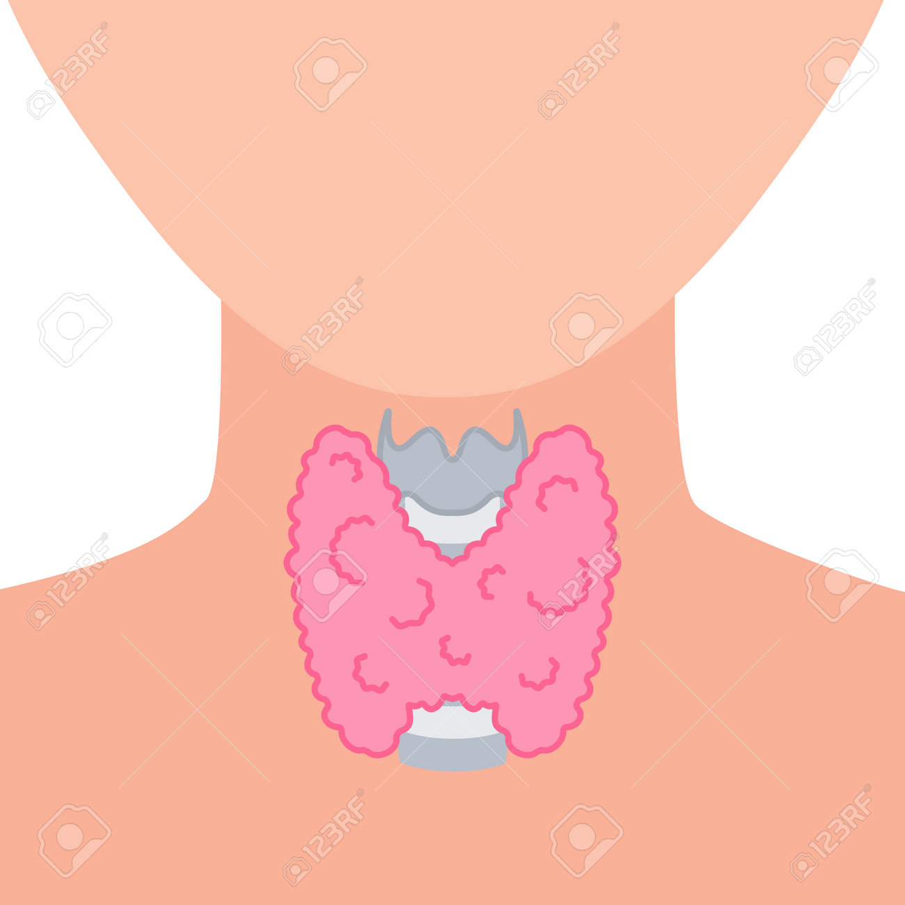 Thyroid Gland Lobes Icon. Faceless Body Silhouette. Thyroid Hormones  Function Support. Hyperthyroidism And Hypothyroidism Diseases. Metabolism  Control. Body Anatomy Diagram. Vector Illustration. Royalty Free SVG,  Cliparts, Vectors, and Stock ..., image size:1300x1300