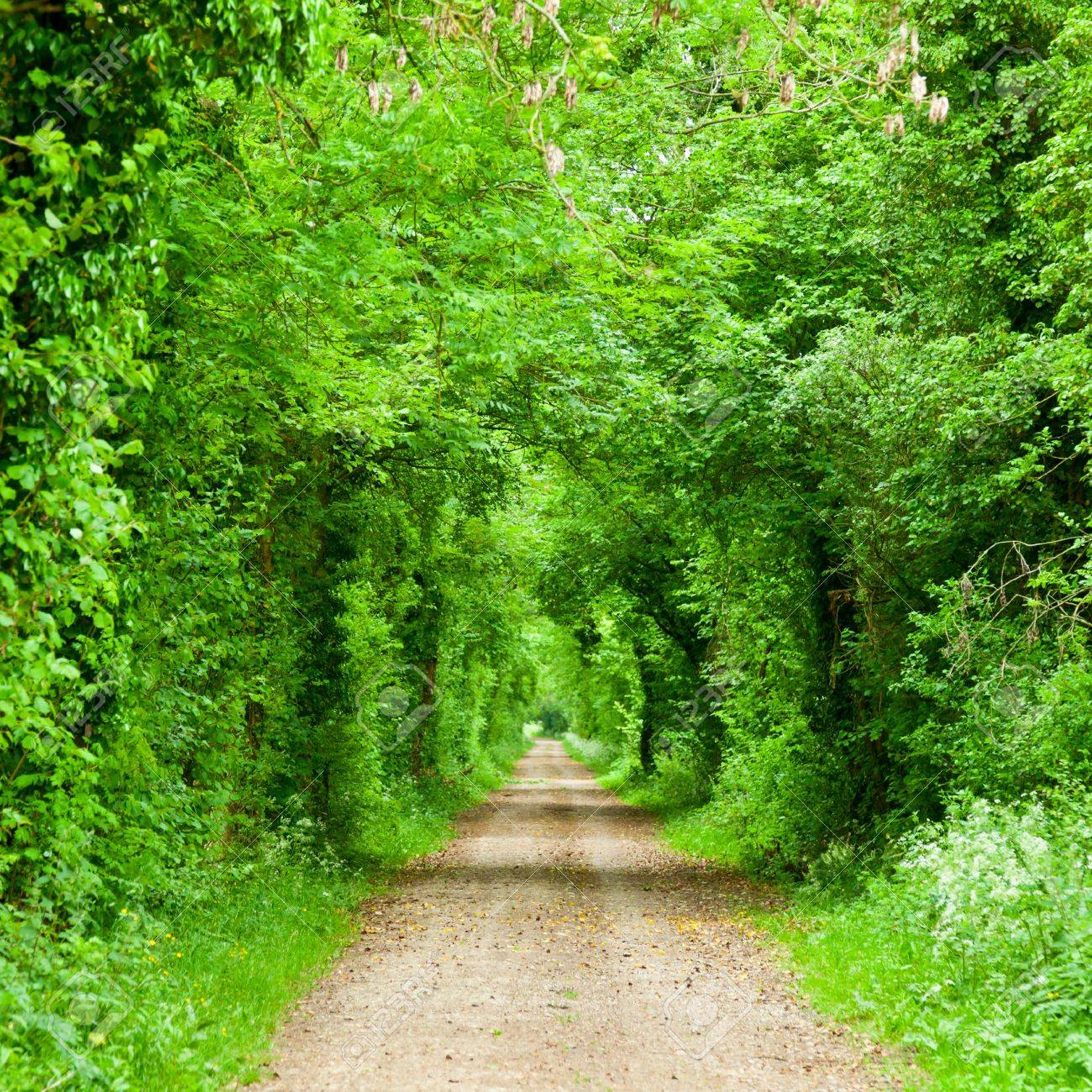 イギリスの緑の森を風光明媚な道路 の写真素材 画像素材 Image