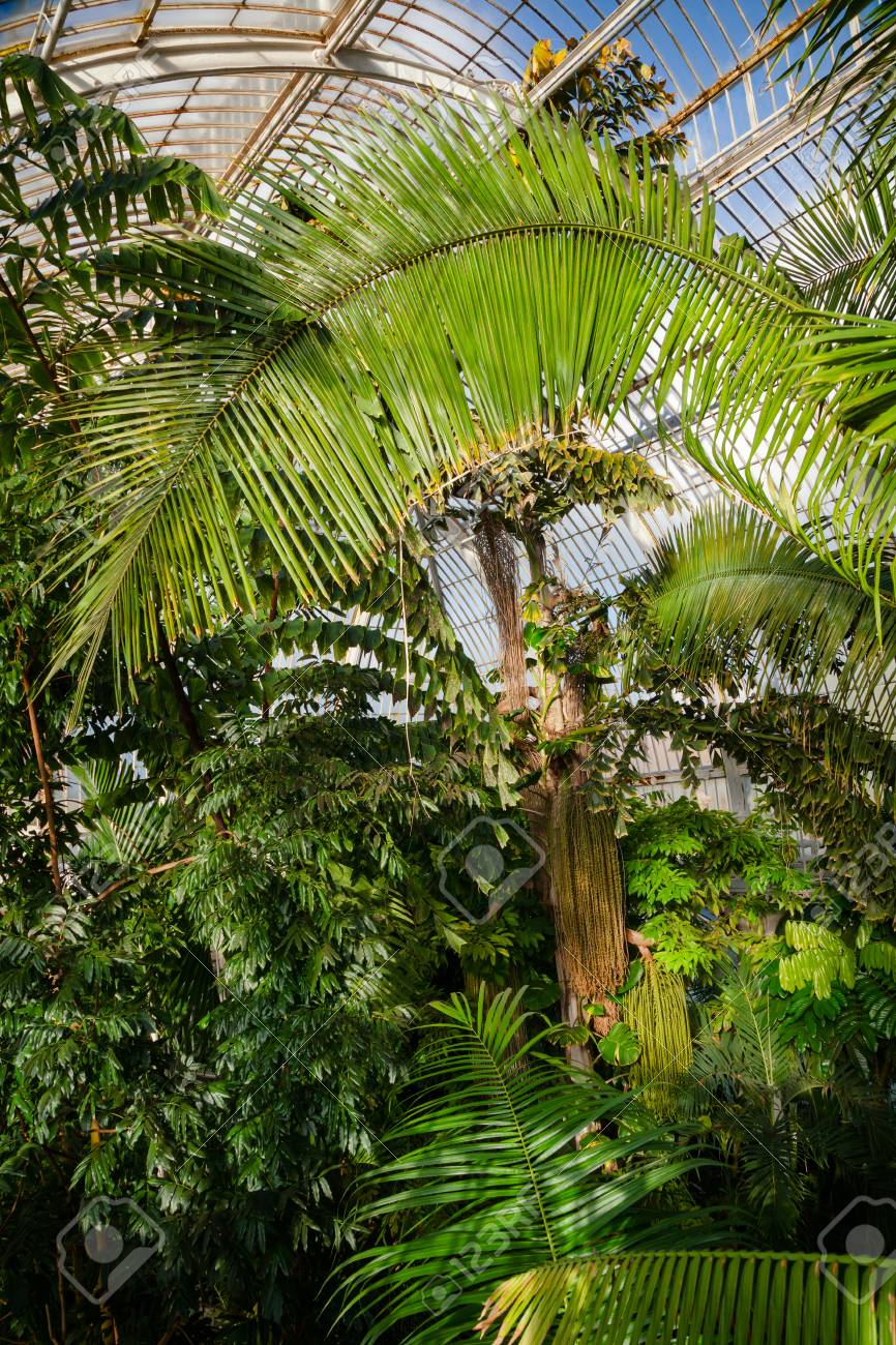 エキゾチックな熱帯の木や植物とビクトリア朝のパームハウスの温室のインテリア キューガーデン植物園 南西ロンドン 英国 ユネスコの世界遺産 の写真素材 画像素材 Image
