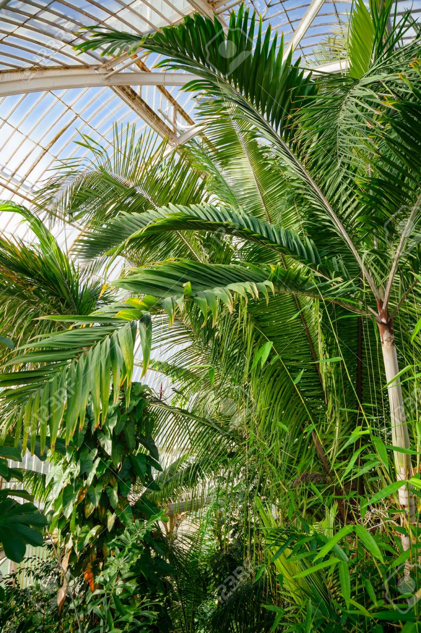 Victorian Palm House Greenhouse Interior With Exotic Tropical