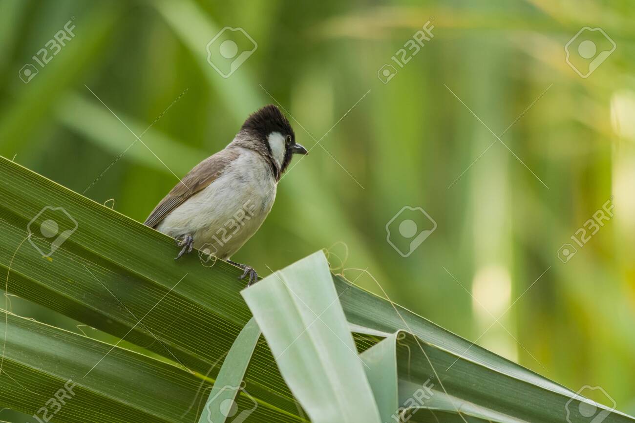 etiam-dictum-ipsum-a-felis