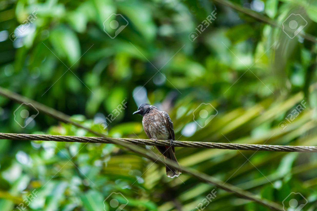 etiam-dictum-ipsum-a-felis