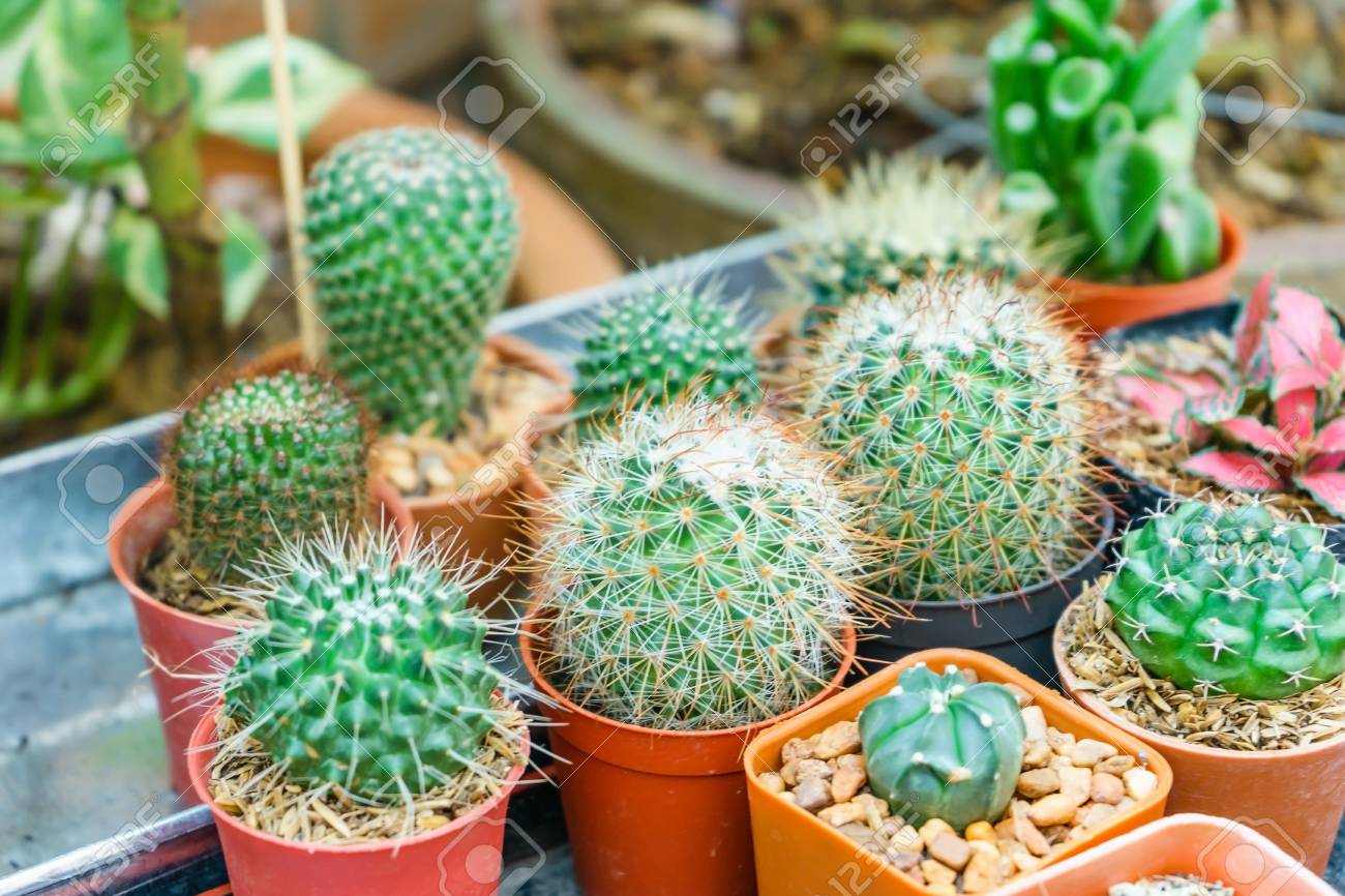 小さい植木鉢のサボテン コレクション ポットに花とサボテン の写真素材 画像素材 Image 小さい植木鉢のサボテン コレクション ポットに花とサボテン の写真素材 画像素材 Image