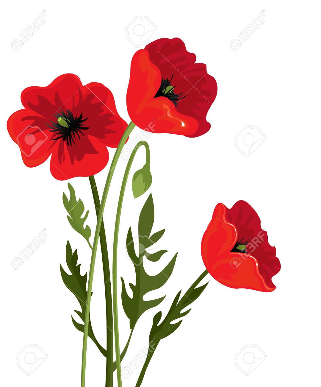 three poppies on a white background royalty free cliparts vectors and stock illustration image 14219691 three poppies on a white background
