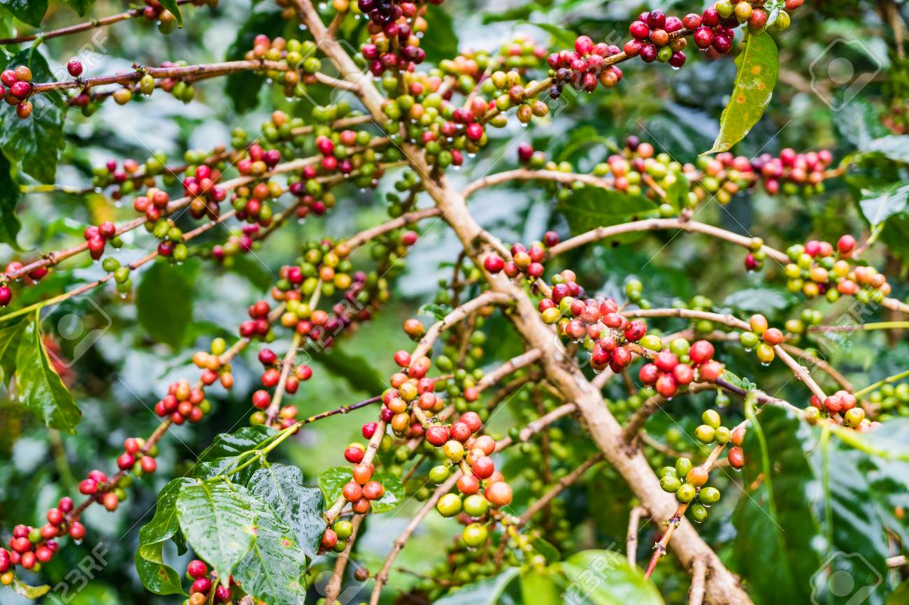 coffea arabica plantation coffee beans ripening on the rainy coffea arabica