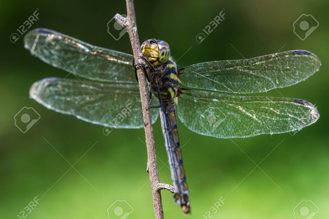 etiam-dictum-ipsum-a-felis