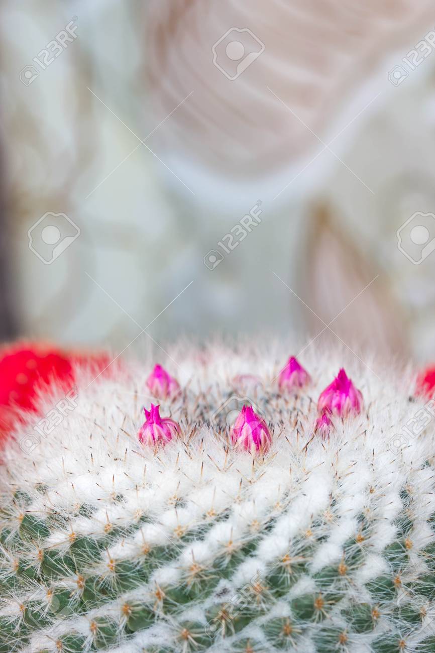ピンクの花サボテンが の写真素材 画像素材 Image ピンクの花サボテンが の写真素材 画像素材 Image