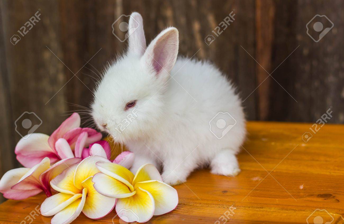Lapin Bebe Mignon Avec Une Fleur Banque D Images Et Photos Libres De Droits Image Lapin Bebe Mignon Avec Une Fleur Banque D Images Et Photos Libres De Droits Image