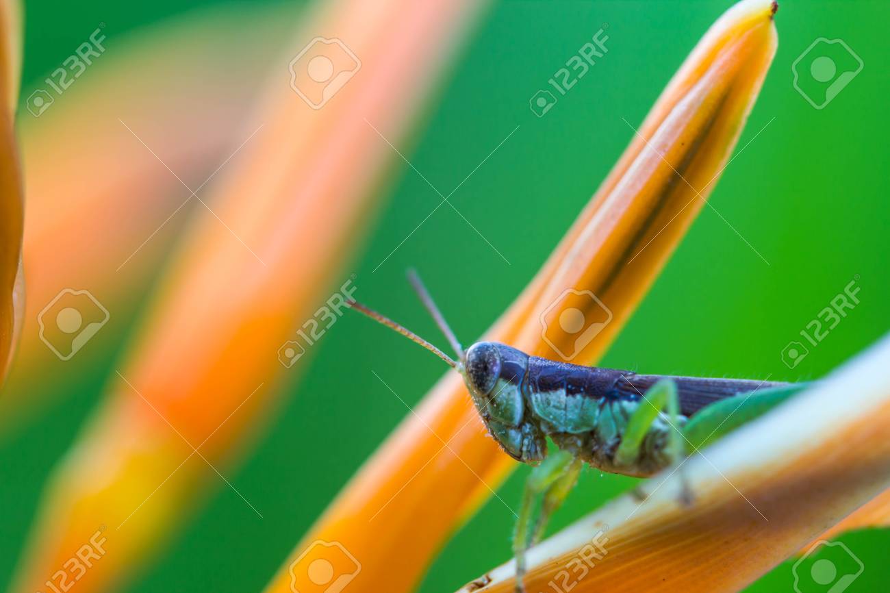 Green Glasshopper On Orange Flower Stock Photo Picture And Royalty Free Image Image