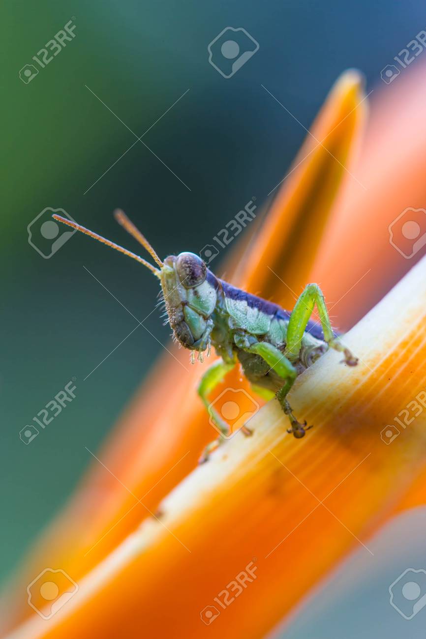 Green Glasshopper On Orange Flower Stock Photo Picture And Royalty Free Image Image