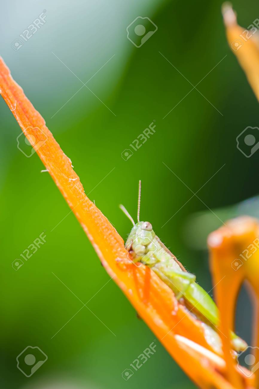 Green Glasshopper On Orange Flower Stock Photo Picture And Royalty Free Image Image