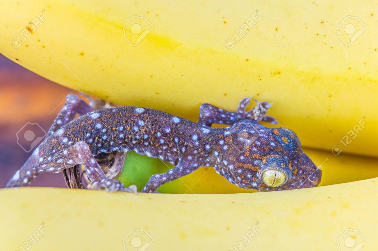 fruit gecko