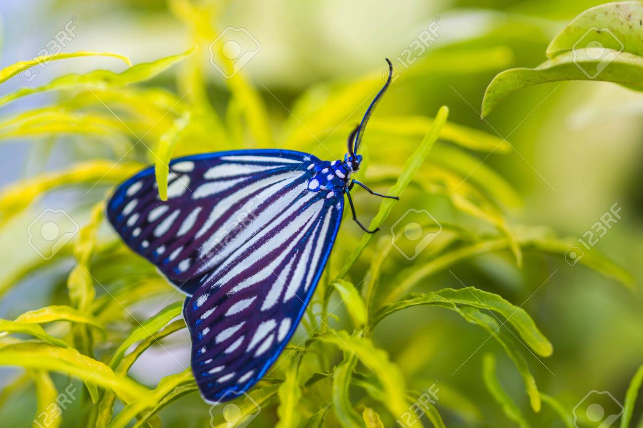 Free photo: Macro Photography of a Butterfly - Insect, Outdoors, Nature -  Free Download - Jooinn, image size:1300x866