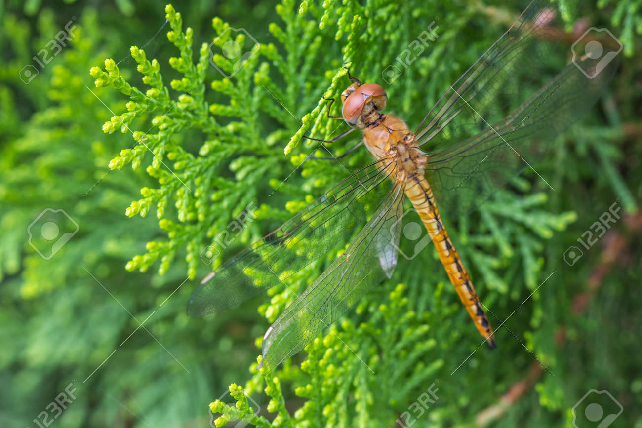 etiam-dictum-ipsum-a-felis