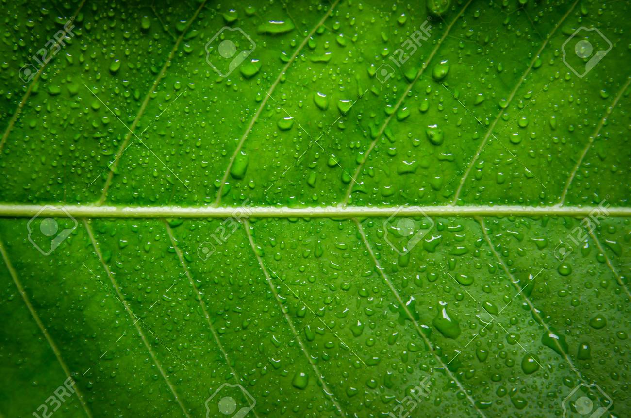 Wallpaper Water Leaves