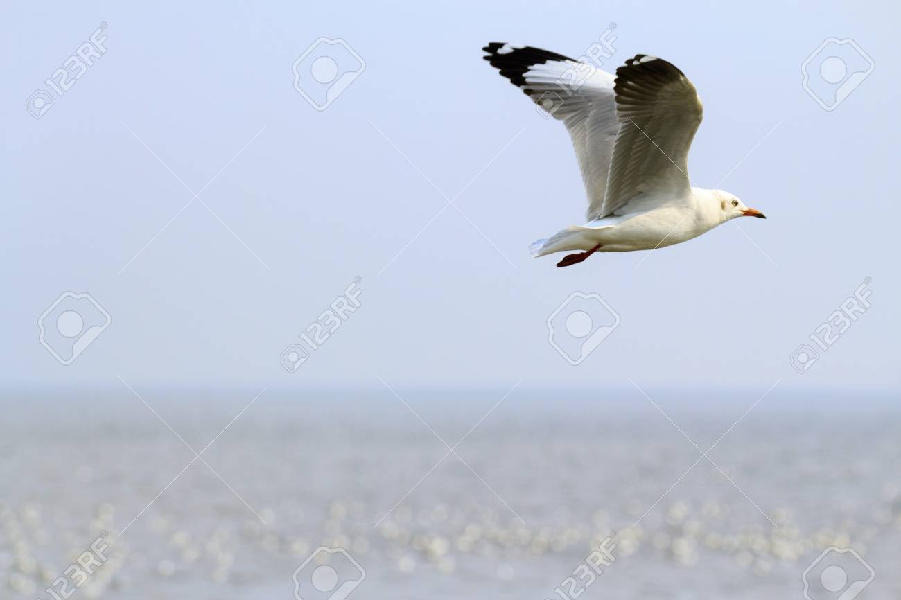 jordans size 8.5 mens