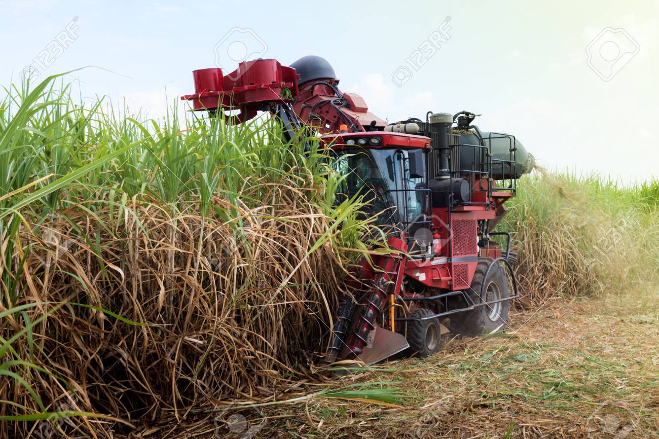 サトウキビ収穫機 の写真素材 画像素材 Image