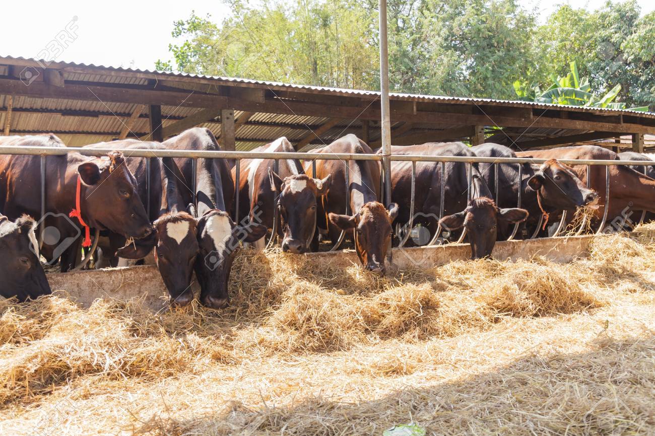 Cows in farm - 71737119