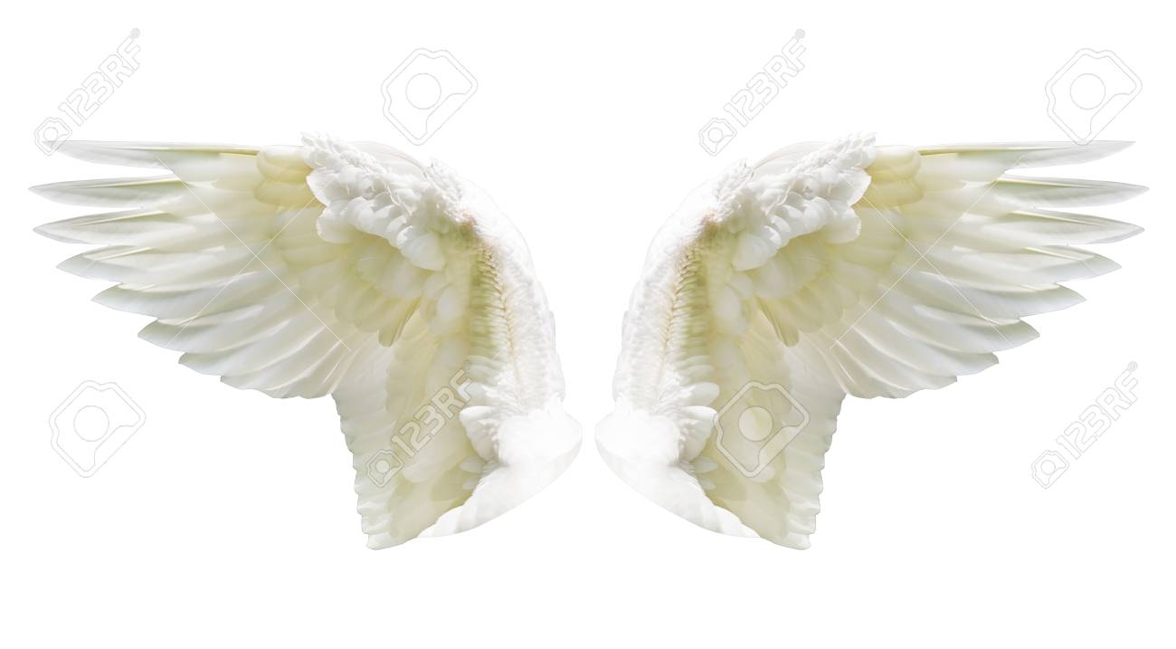天使の翼 クリップ部分と内部の白い翼羽 の写真素材 画像素材 Image