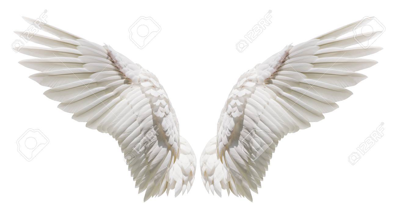 Ailes D Ange Plumage Naturel D Ailes Blanches Avec Partie D Ecretage Banque D Images Et Photos Libres De Droits Image Ailes D Ange Plumage Naturel D Ailes Blanches Avec Partie D Ecretage Banque D Images Et Photos Libres De Droits Image