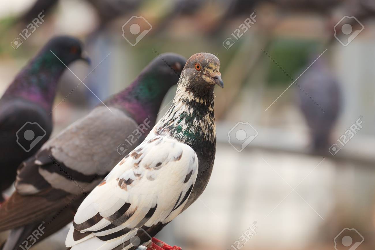 一列に並ぶ黒い鳩の群れ の写真素材 画像素材 Image