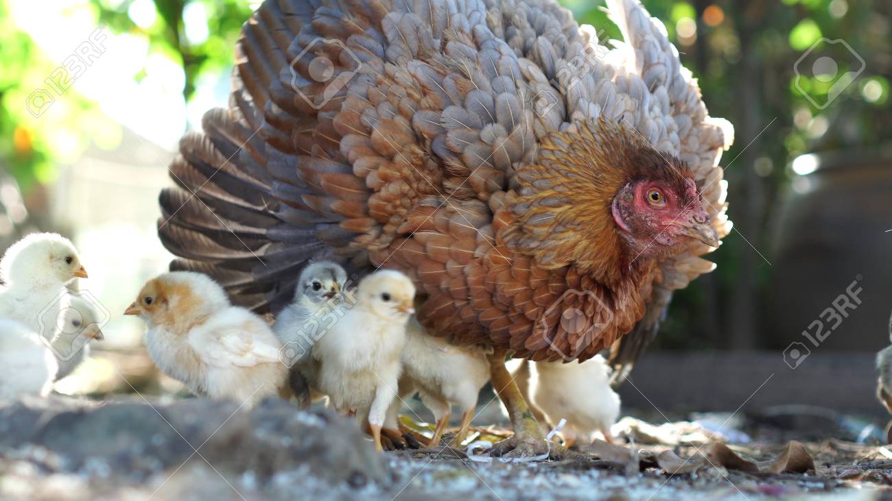 Natural Chicks