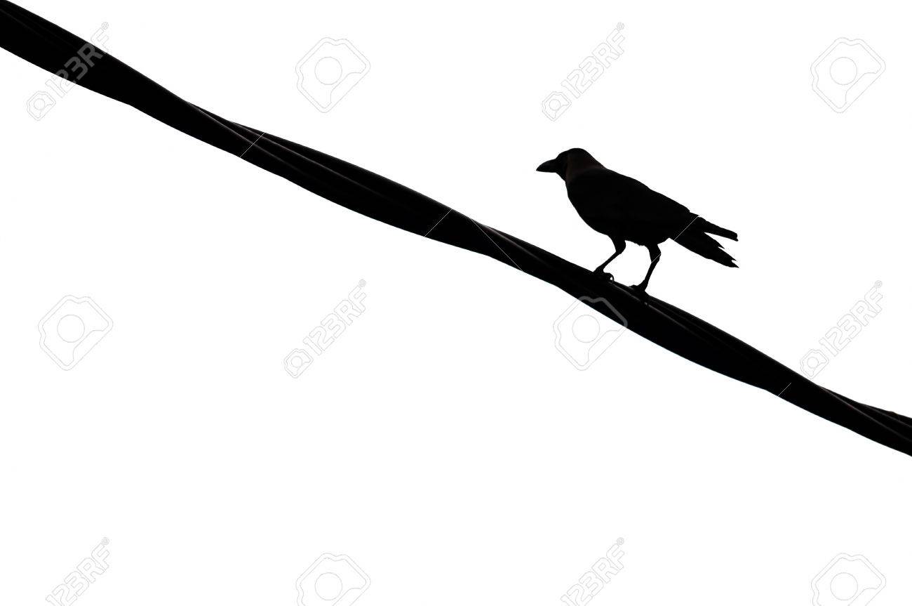 電線に止まっている鳥たちのシルエット の写真素材 画像素材 Image 27675202