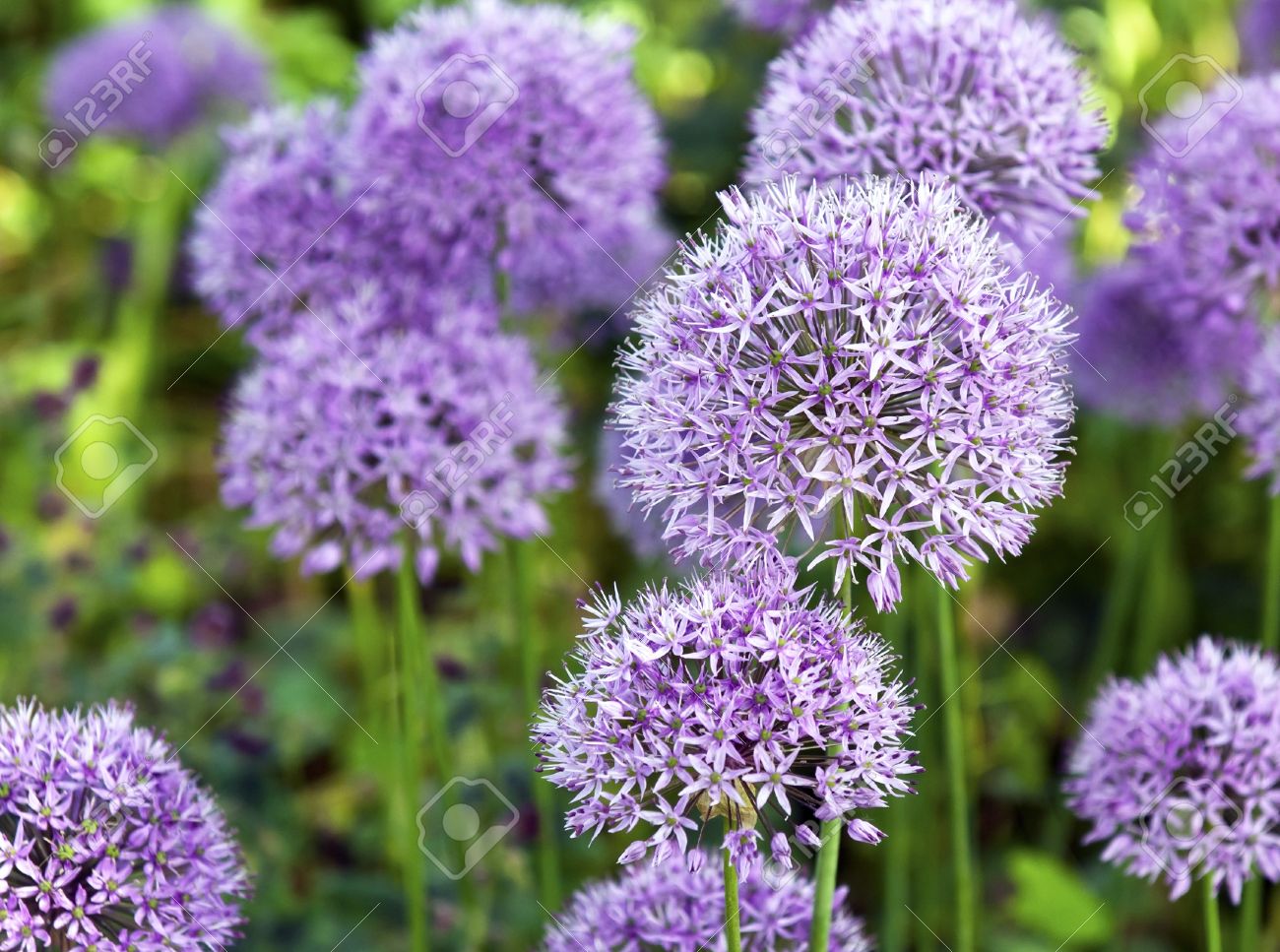 the large purple flowers