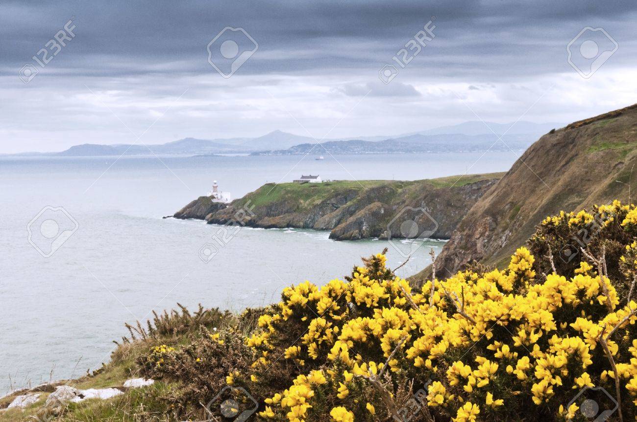 黄色の花と灯台 ホウス アイルランド の写真素材 画像素材 Image