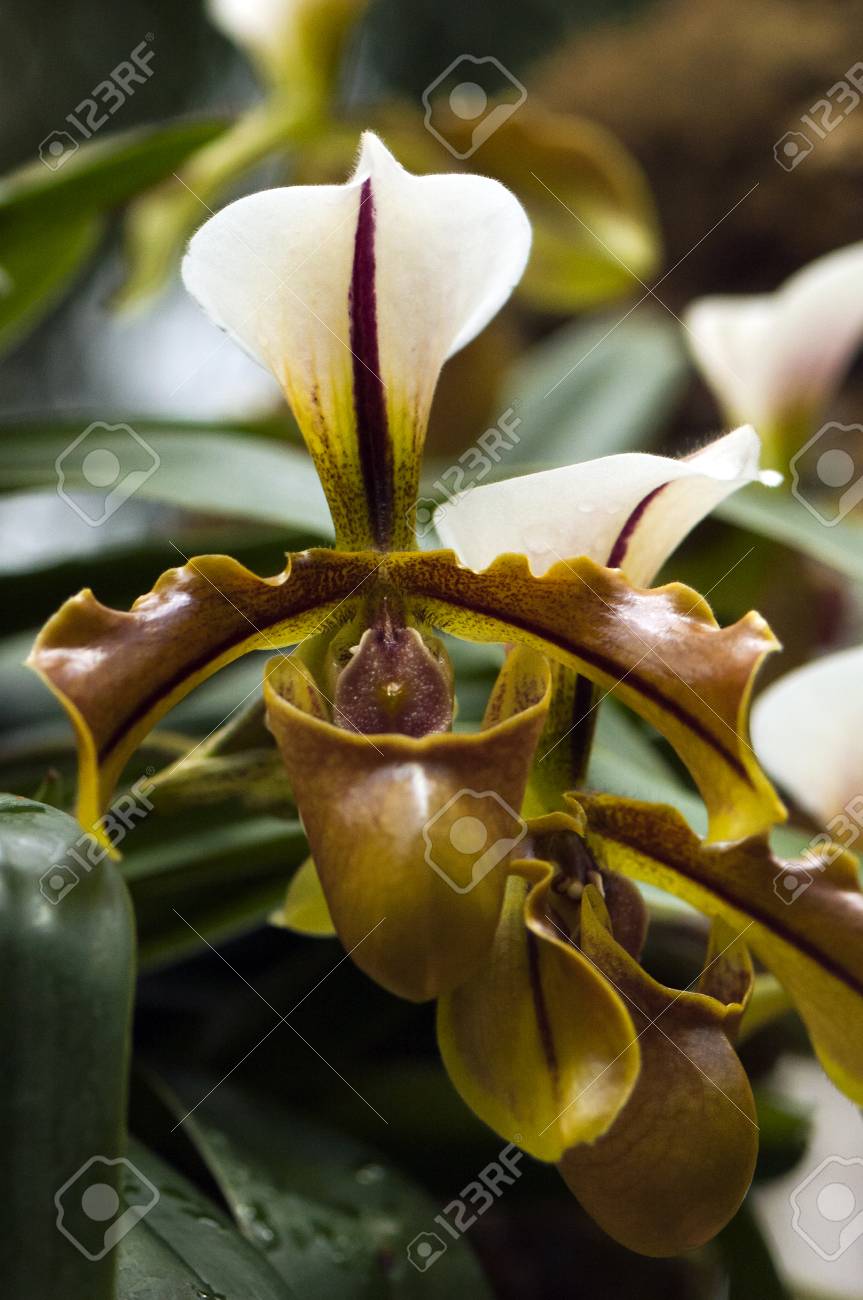 ラン科植物 蘭の花としてよく知られています の写真素材 画像素材 Image